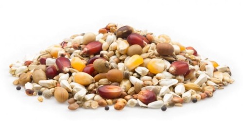 csm_mifuma-brieftaubenfutter-power-mix_ffdc4bafe2.jpg