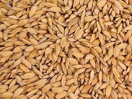 RYŻ PADDY 1KG