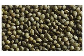 KONOPIE 1KG