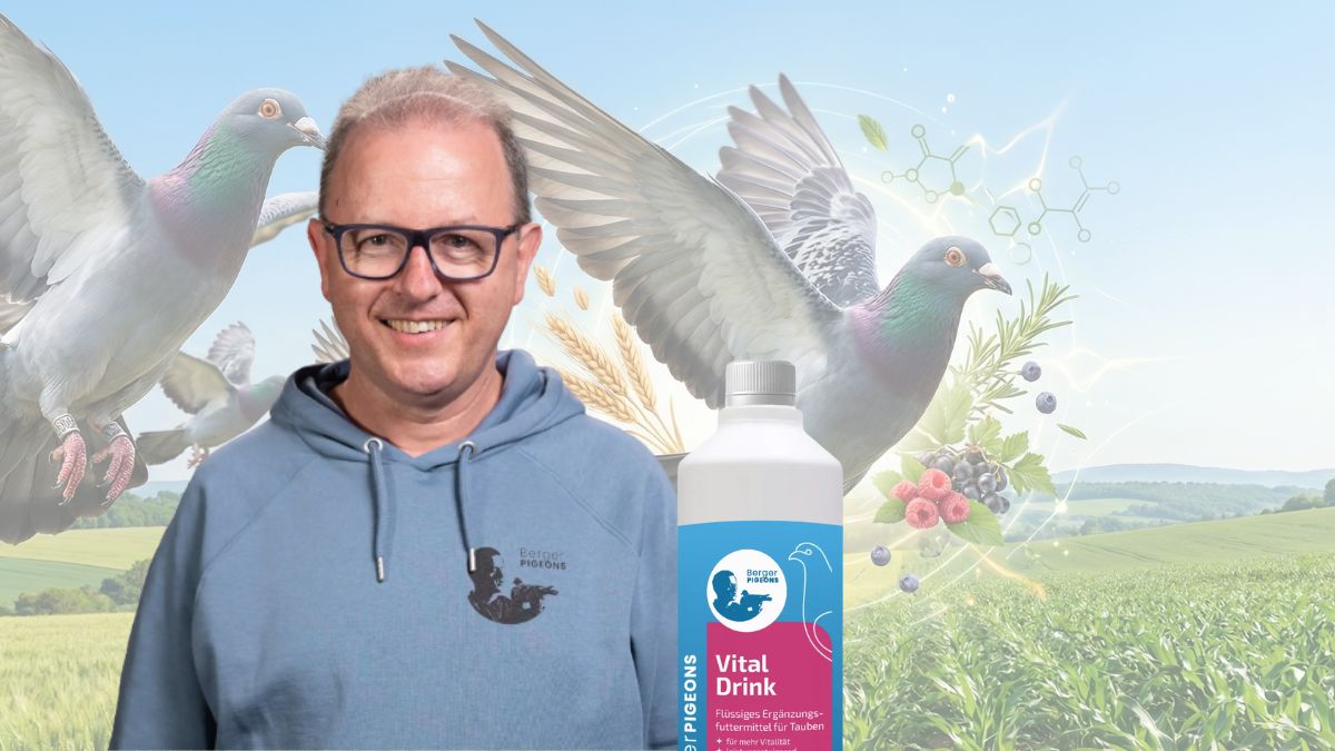 BERGER PIGEONS